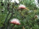Protea caffra