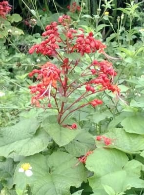Clerodendrum japonicum