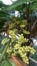 Licuala peltata