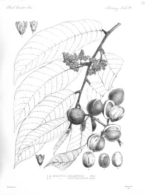 Virola guatemalensis