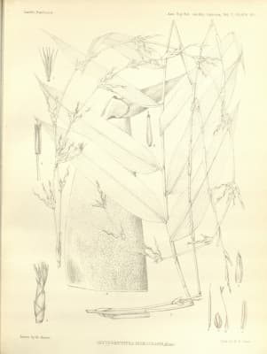 Gigantochloa nigrociliata