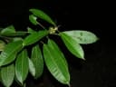 Ficus paraensis