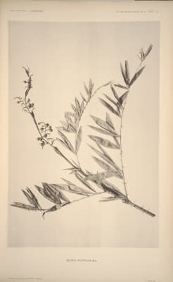 Calamus salicifolius
