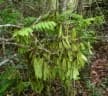 Dalbergia chapelieri