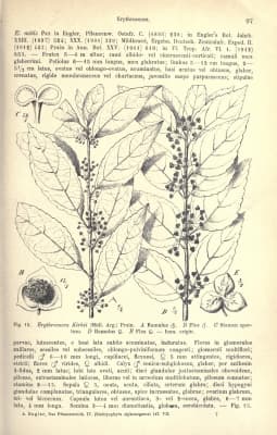 Erythrococca kirkii