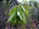 Neoharmsia baronii