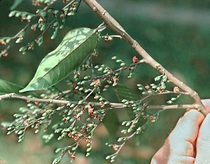 Hopea nervosa
