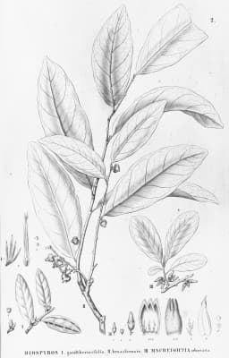 Diospyros brasiliensis