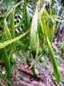 Phylloxylon xylophylloides