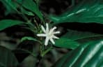 Coffea liberica