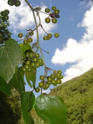 Smilax febrifuga