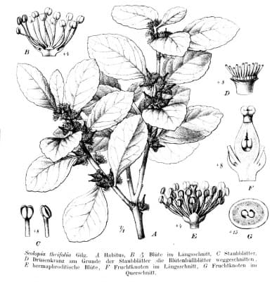 Scolopia theifolia