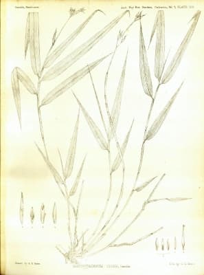Schizostachyum gracile