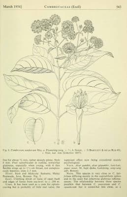 Combretum sundaicum