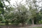 Ehretia anacua
