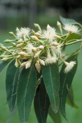 Eucalyptus pellita