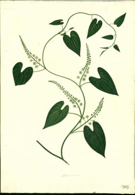 Dioscorea glandulosa