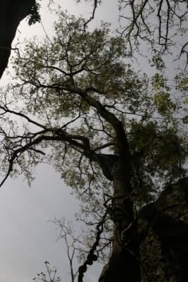 Albizia glaberrima