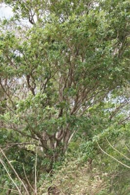 Manilkara chicle