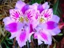Alstroemeria pelegrina