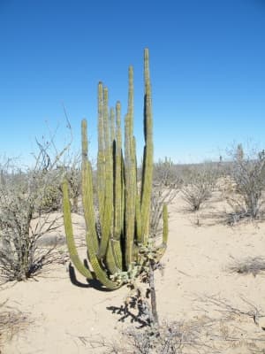 Stenocereus thurberi