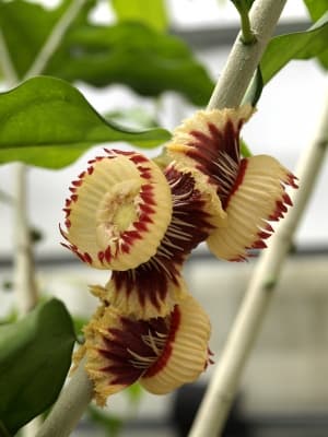 Napoleonaea imperialis