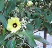 Talipariti hastatum