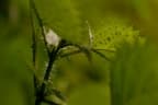 Dendrocnide sinuata