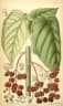 Dendrocnide moroides