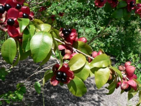 Brackenridgea zanguebarica