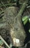 Daemonorops robusta