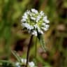 Spermacoce capitata