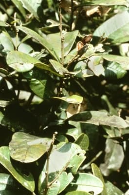 Ormosia costulata