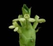Euphorbia lugardiae