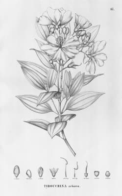Tibouchina arborea