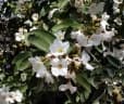 Cordia boissieri