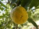 Annona neosalicifolia