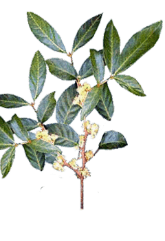 Ptychopetalum olacoides