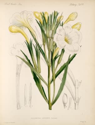 Escobedia laevis