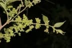 Celtis toka