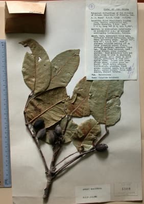 Canarium macadamii