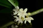 Diospyros dendo