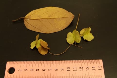 Pentace triptera