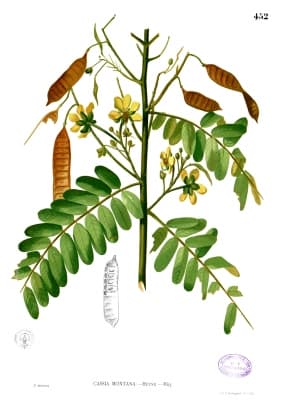 Senna timoriensis