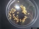Acanthospermum hispidum