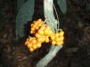 Tiliacora leonensis