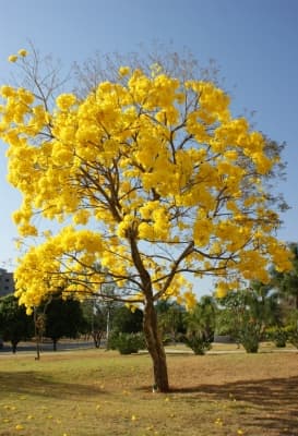 Handroanthus serratifolius