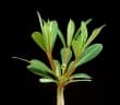Euphorbia plumerioides