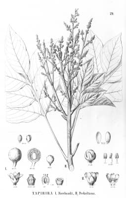 Tapirira obtusa
