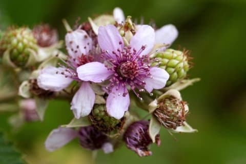 Rubus rigidus